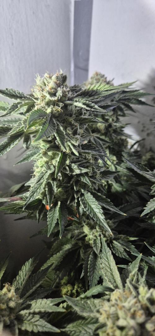 Mimosa X Orange Punch DWC second attempt. Week 14 - Fd53.