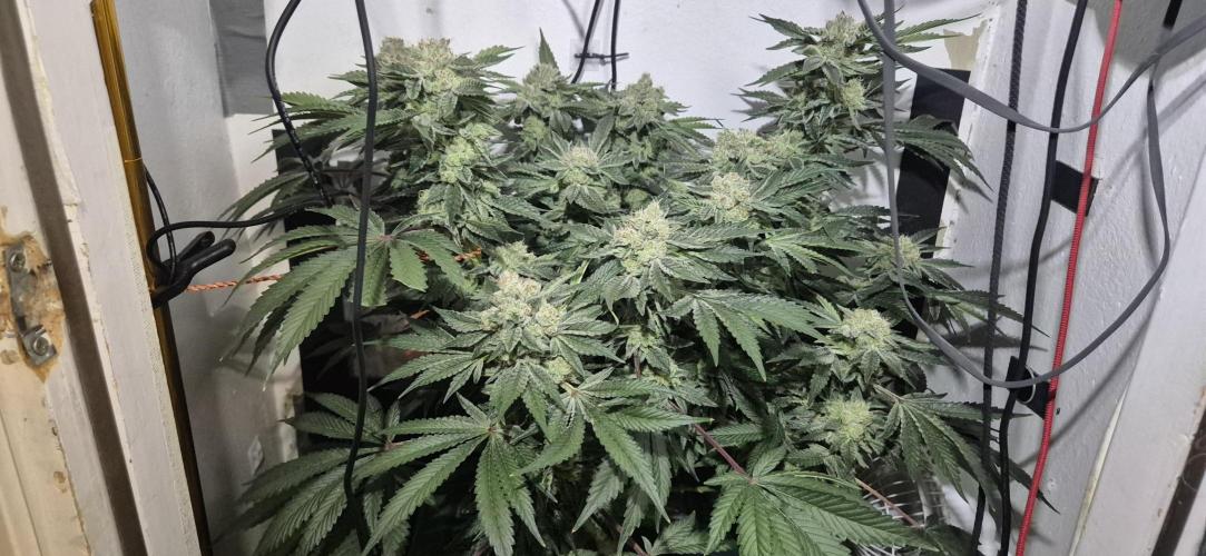 Mimosa X Orange Punch DWC second attempt. Week 14 - Fd53.