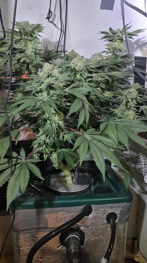 Mimosa X Orange Punch DWC second attempt