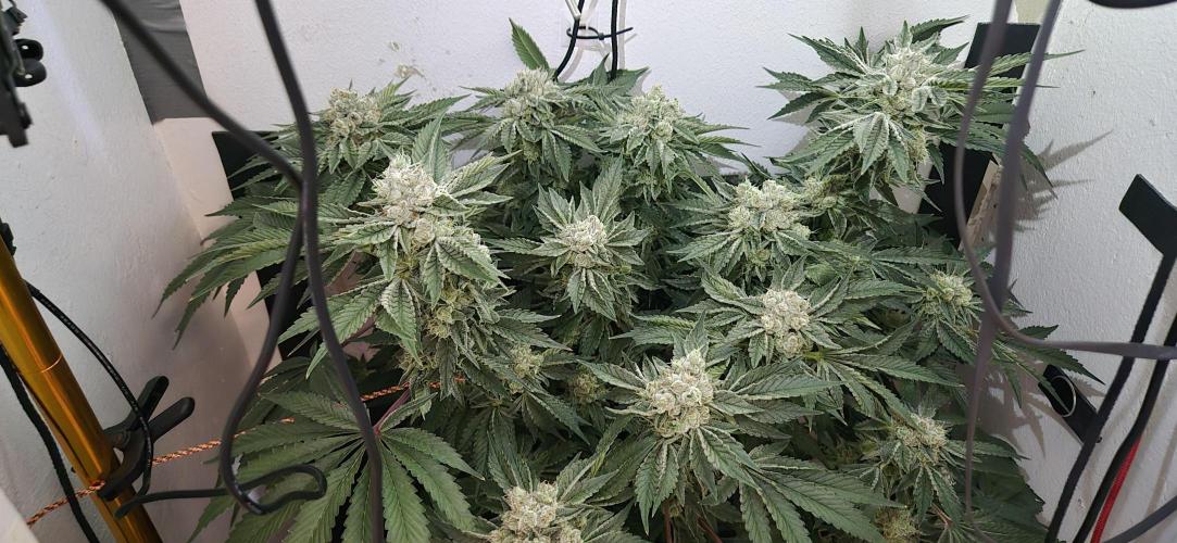 Mimosa X Orange Punch DWC second attempt. Week 14 - Fd54.