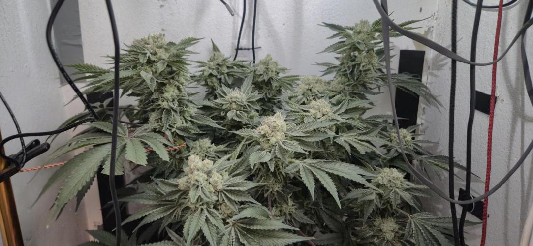 Mimosa X Orange Punch DWC second attempt. Week 14 - Fd54.