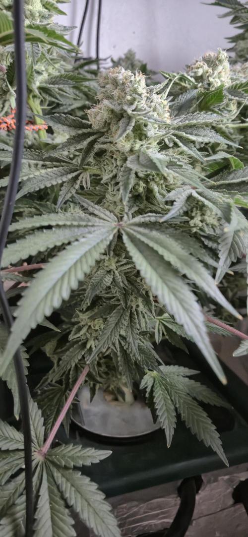 Mimosa X Orange Punch DWC second attempt. Week 14 - Fd54.