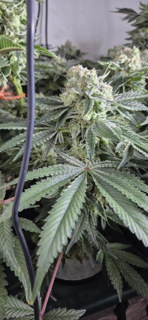 Mimosa X Orange Punch DWC second attempt. Week 14 - Fd54.