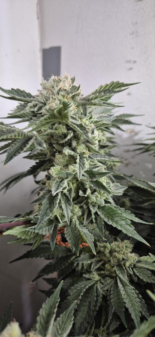 Mimosa X Orange Punch DWC second attempt. Week 14 - Fd54.