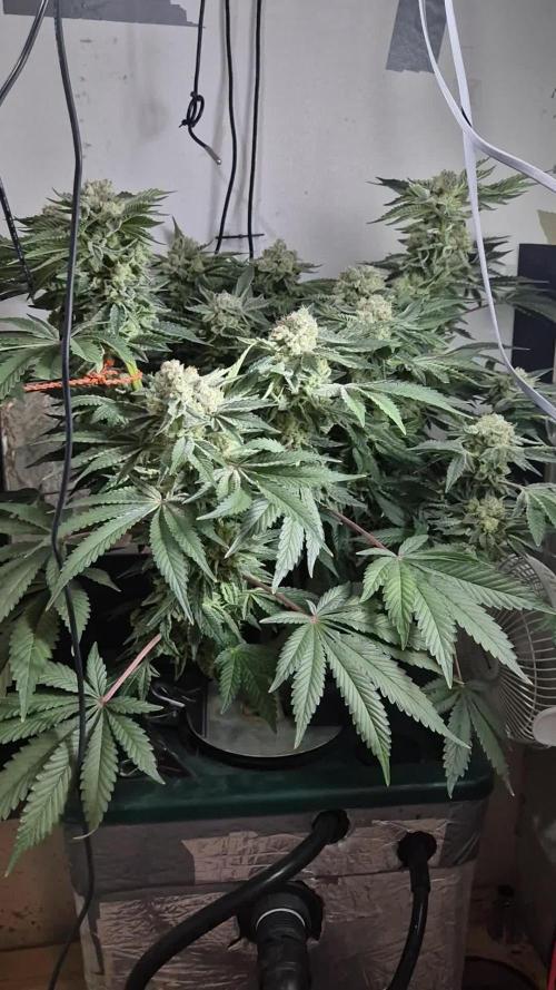 Mimosa X Orange Punch DWC second attempt