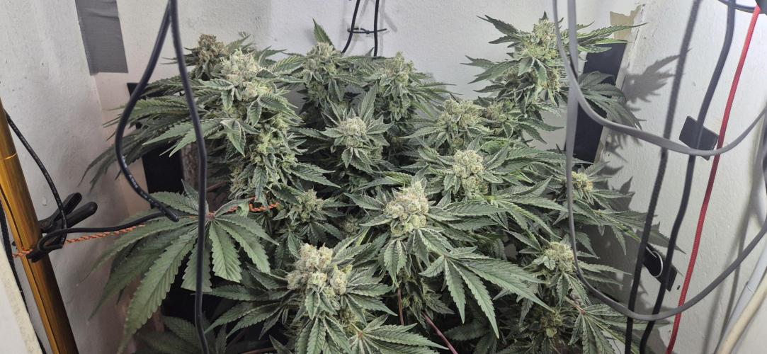 Mimosa X Orange Punch DWC second attempt. Week 15 - Fd56.