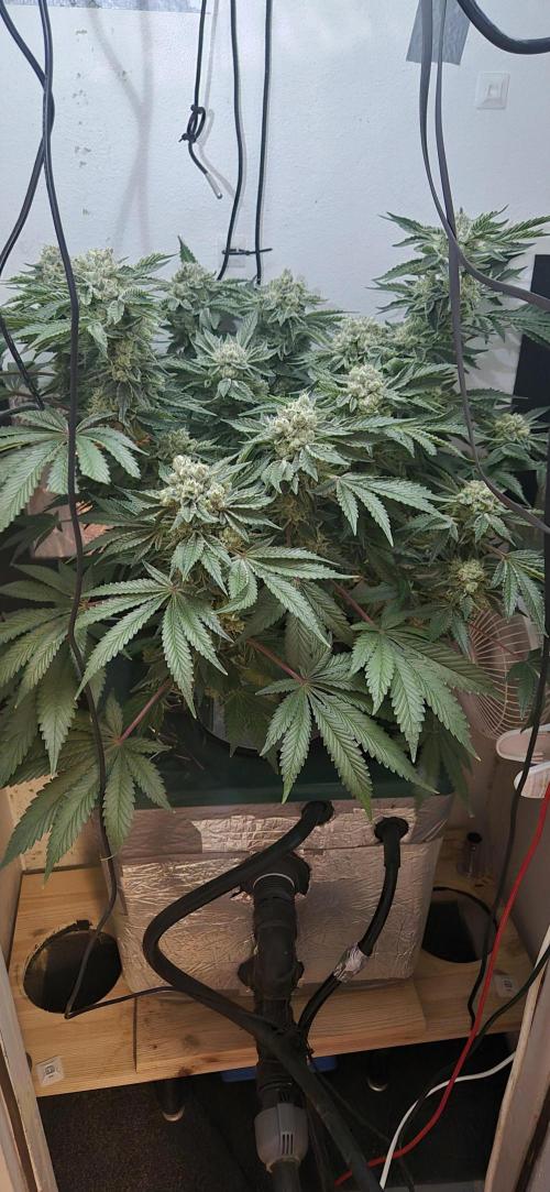 Mimosa X Orange Punch DWC second attempt. Week 15 - Fd56.