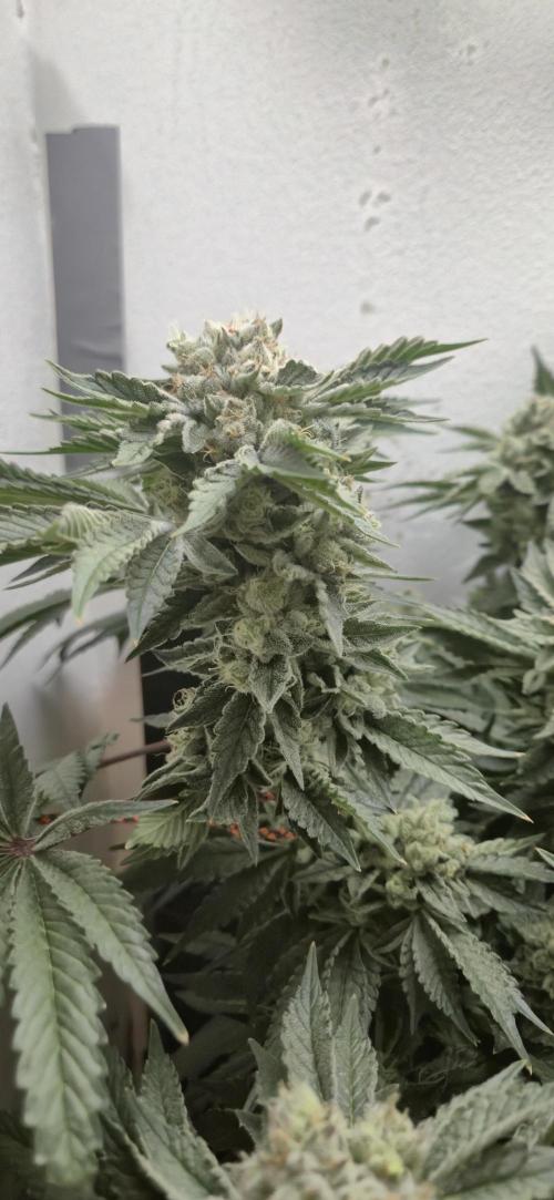 Mimosa X Orange Punch DWC second attempt. Week 15 - Fd56