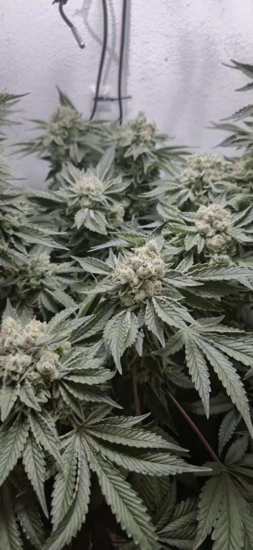 Mimosa X Orange Punch DWC second attempt. Week 15 - Fd56.