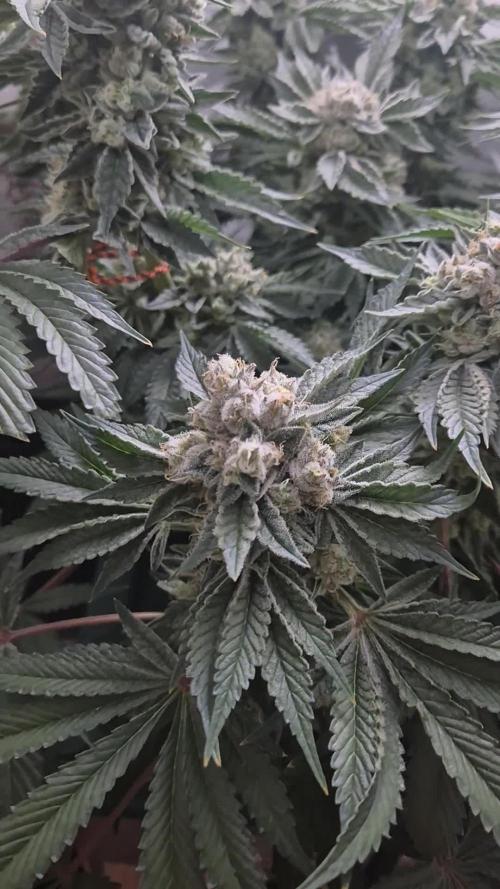 Mimosa X Orange Punch DWC second attempt