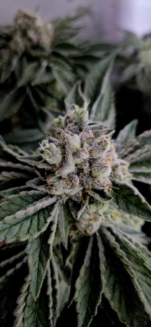 Mimosa X Orange Punch DWC second attempt. Week 15 - Fd58.