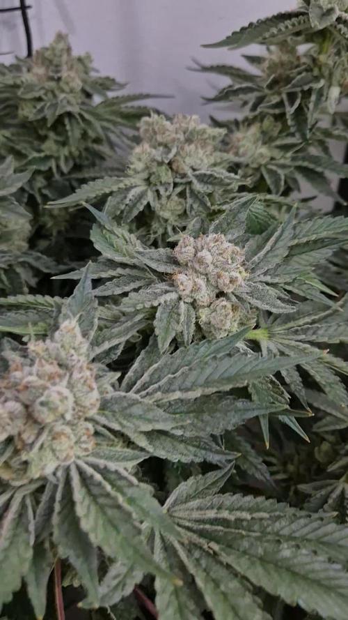 Mimosa X Orange Punch DWC second attempt