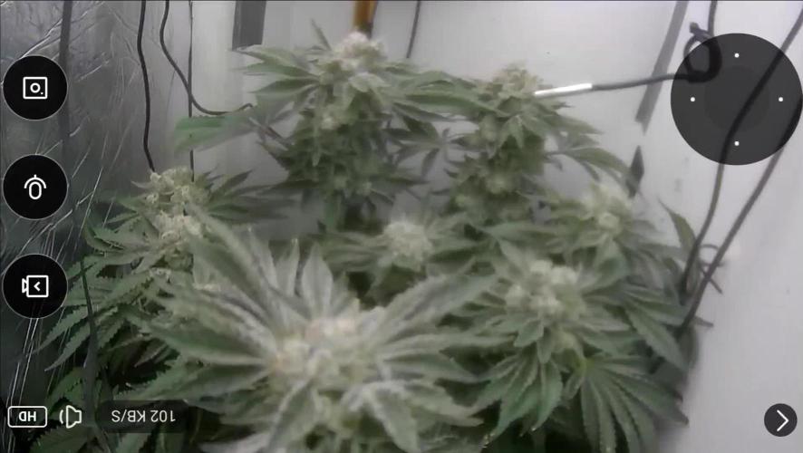 Mimosa X Orange Punch DWC second attempt