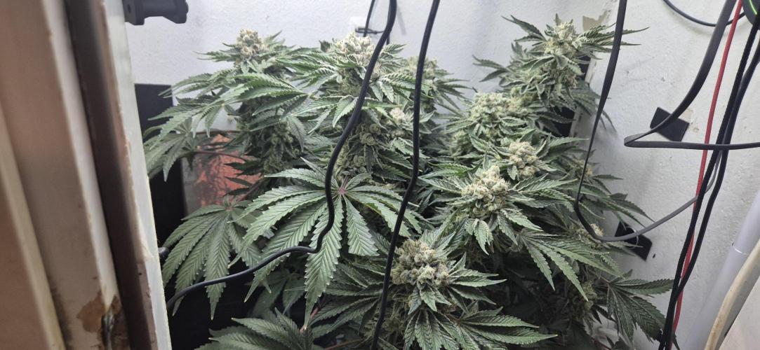 Mimosa X Orange Punch DWC second attempt. Week 15 - Fd61.