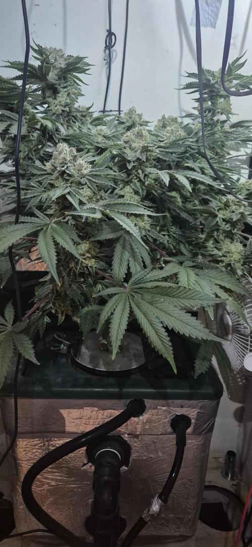 Mimosa X Orange Punch DWC second attempt. Week 15 - Fd61.