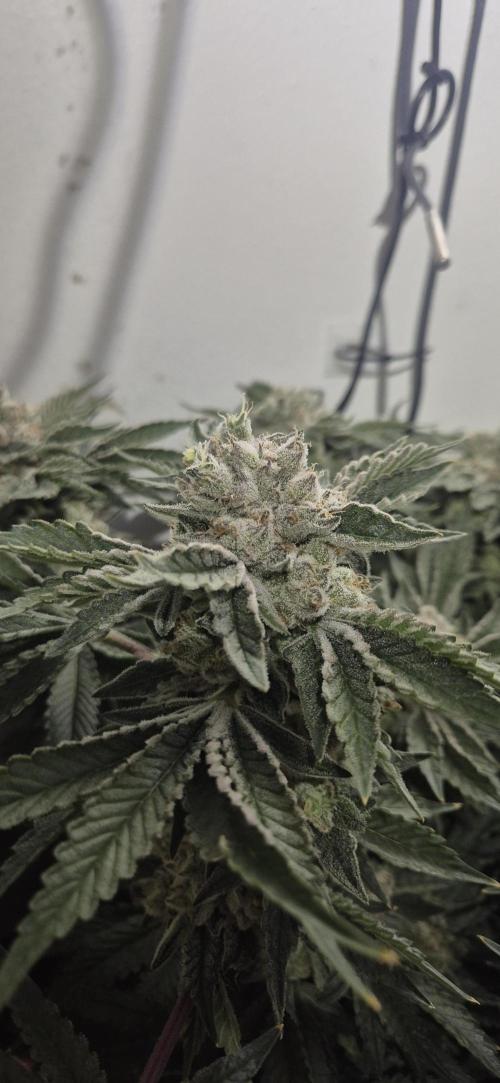 Mimosa X Orange Punch DWC second attempt. Week 15 - Fd61.