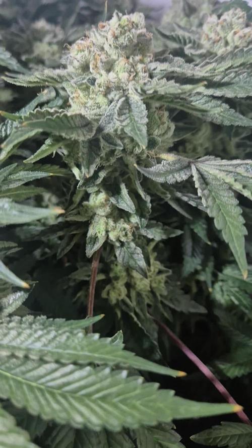 Mimosa X Orange Punch DWC second attempt