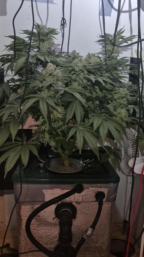Mimosa X Orange Punch DWC second attempt