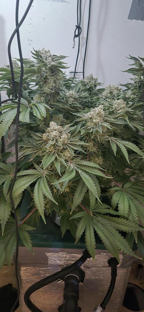 Mimosa X Orange Punch DWC second attempt. Week 16 - Fd68.