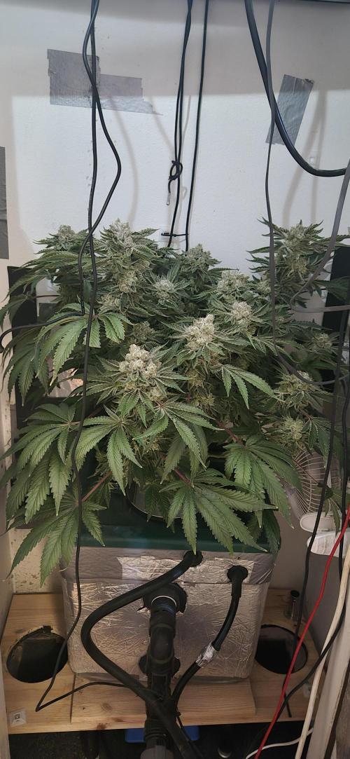Mimosa X Orange Punch DWC second attempt. Week 16 - Fd68.