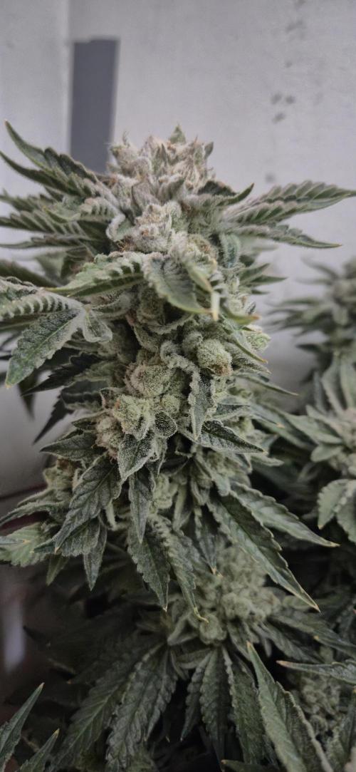 Mimosa X Orange Punch DWC second attempt. Week 16 - Fd68.