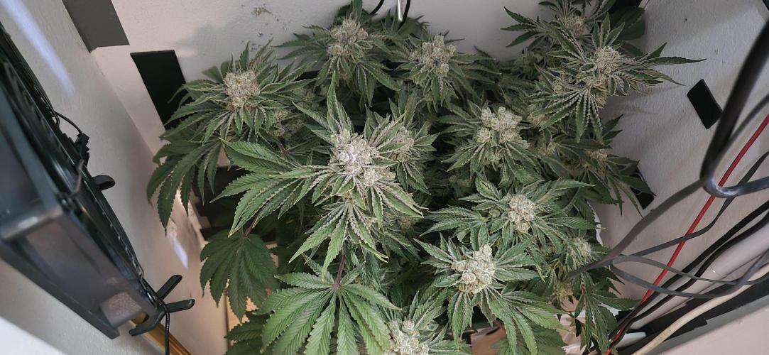 Mimosa X Orange Punch DWC second attempt. Week 16 - Fd68.

