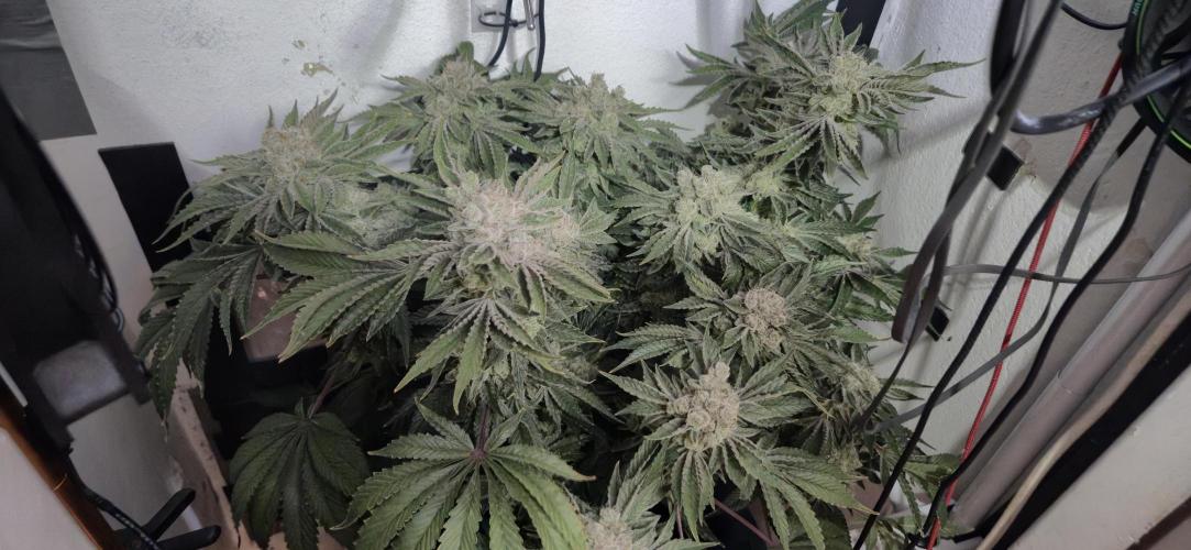 Mimosa X Orange Punch DWC second attempt. Week 17 - Fd70.