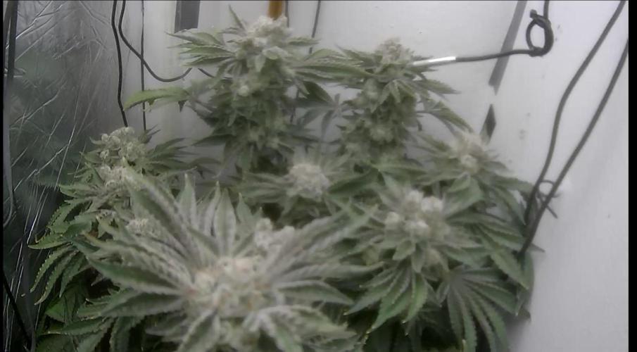 Mimosa X Orange Punch DWC second attempt. Week 17 - Fd70.