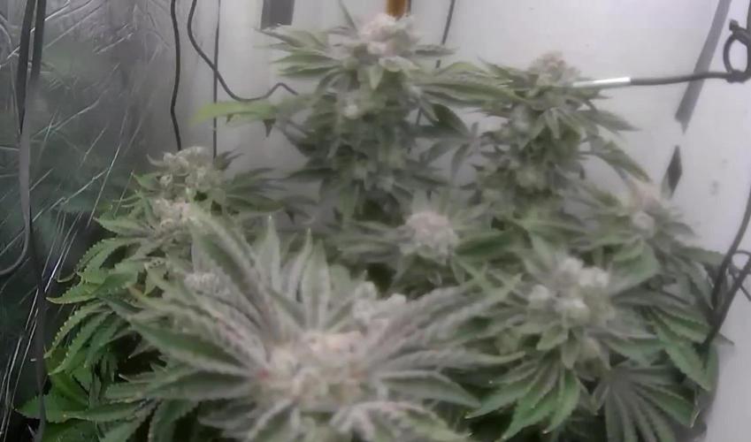 Mimosa X Orange Punch DWC second attempt