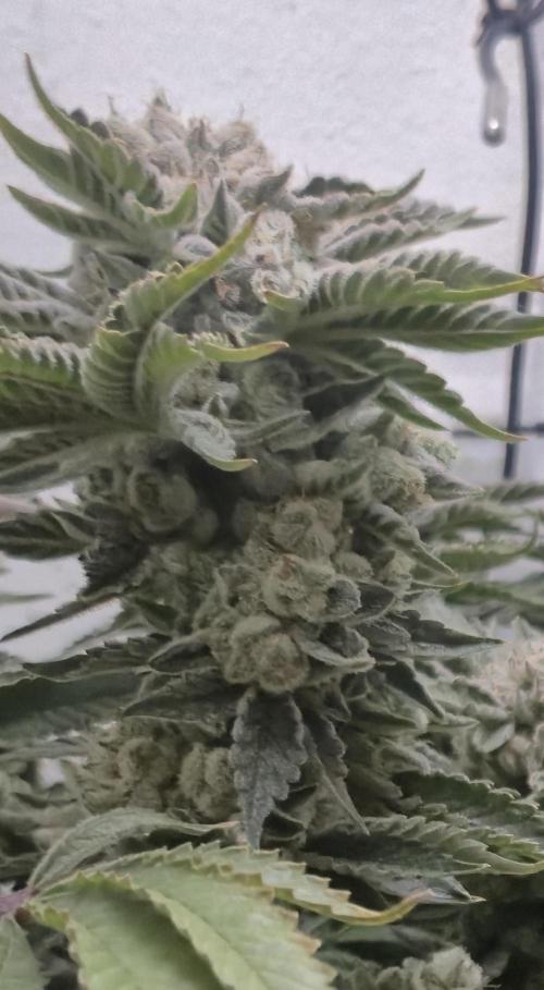 Mimosa X Orange Punch DWC second attempt. Week 17 - Fd71.