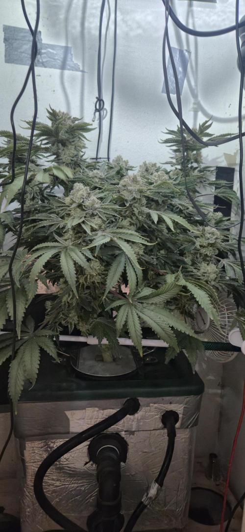 Mimosa X Orange Punch DWC second attempt. Week 17 - Fd71.