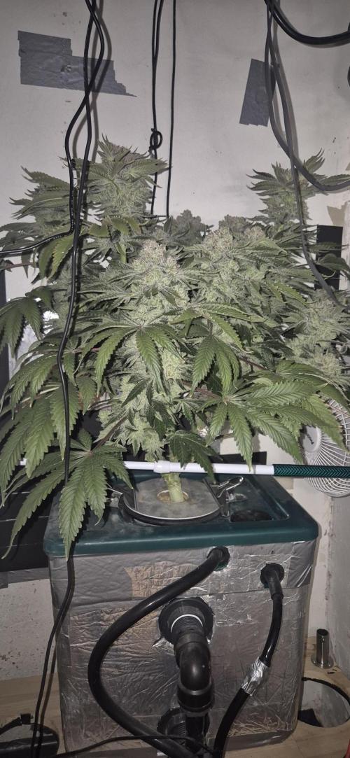 Mimosa X Orange Punch DWC second attempt. Week 17 - Fd71.

