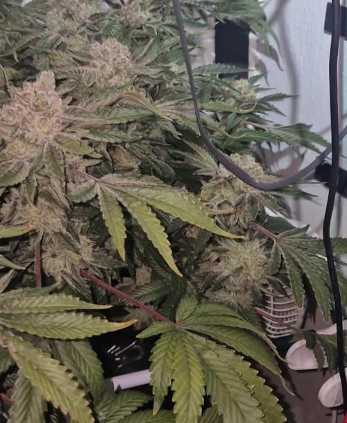 Mimosa X Orange Punch DWC second attempt