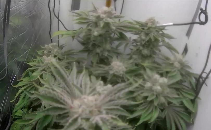 Mimosa X Orange Punch DWC second attempt