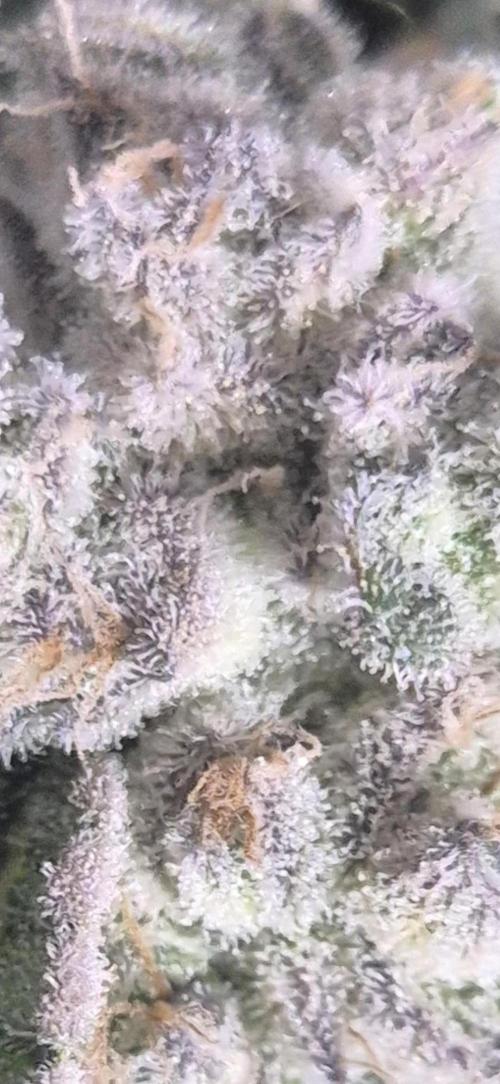 Mimosa X Orange Punch DWC second attempt. Week 17 - Fd73.