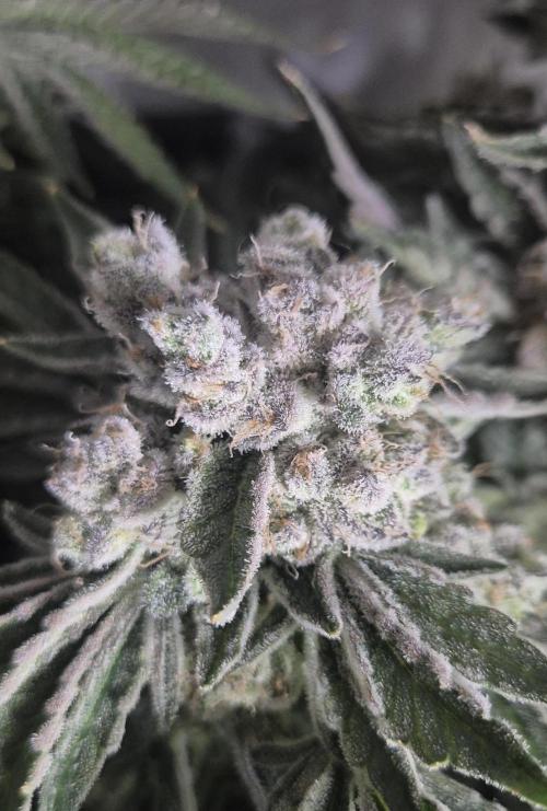 Mimosa X Orange Punch DWC second attempt. Week 17 - Fd73.