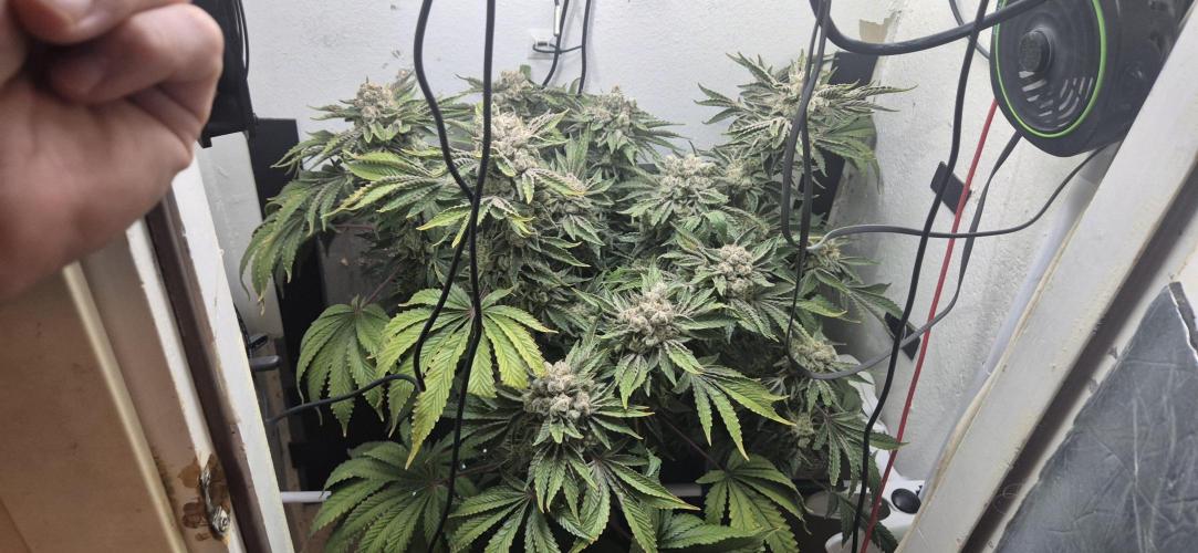 Mimosa X Orange Punch DWC second attempt. Week 17 - Fd73.