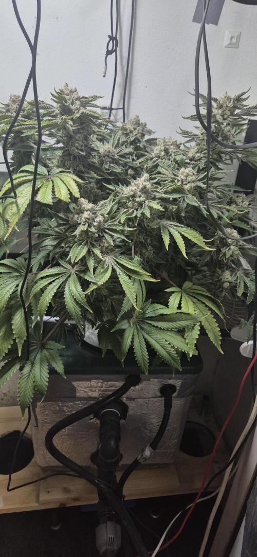 Mimosa X Orange Punch DWC second attempt. Week 17 - Fd73.