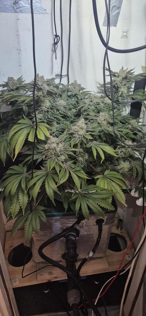 Mimosa X Orange Punch DWC second attempt. Week 17 - Fd74.
