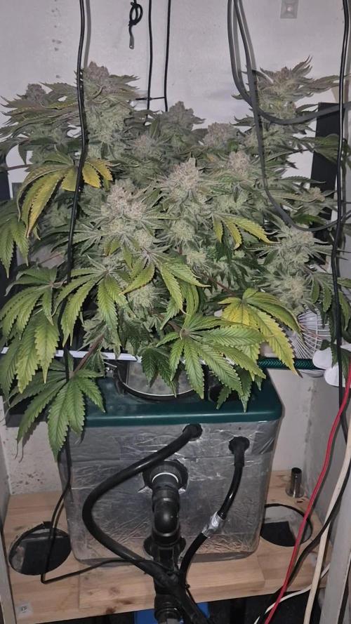 Mimosa X Orange Punch DWC second attempt