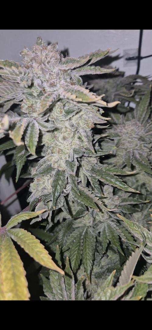 Mimosa X Orange Punch DWC second attempt. Week 17 - Fd76.