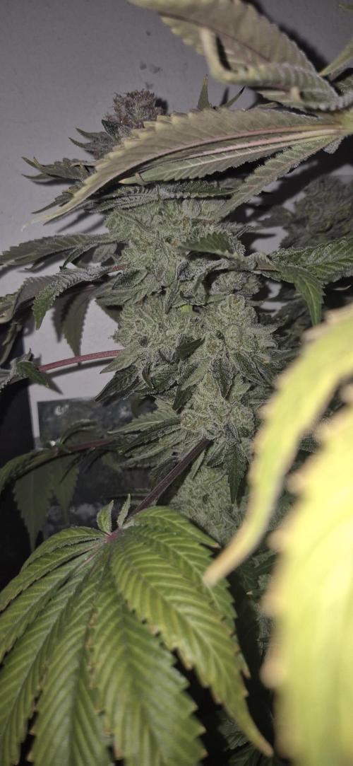 Mimosa X Orange Punch DWC second attempt. Week 17 - Fd76.