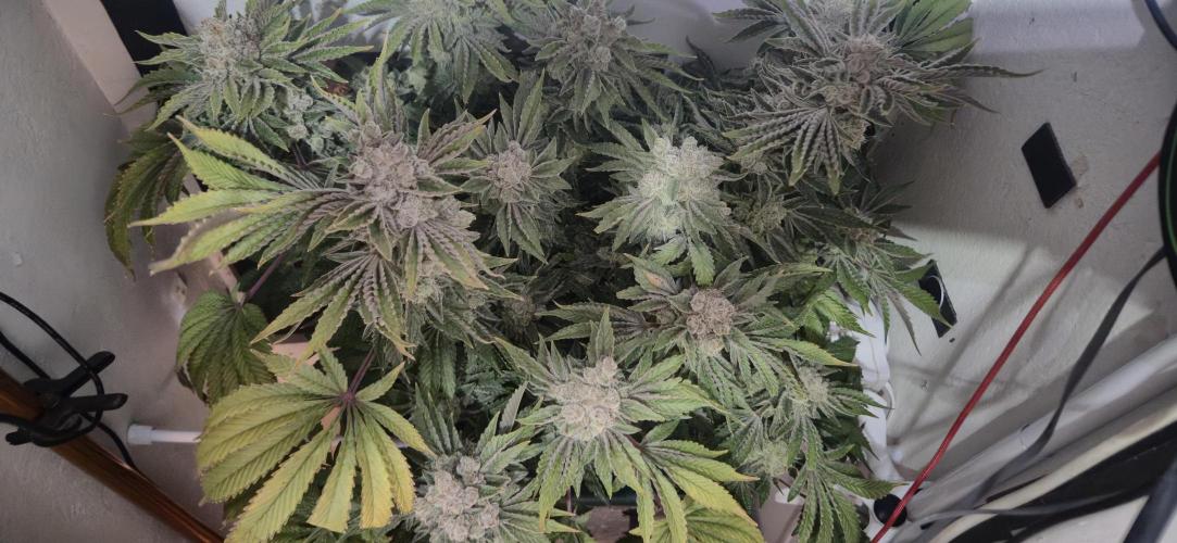 Mimosa X Orange Punch DWC second attempt. Week 18 - Fd77.