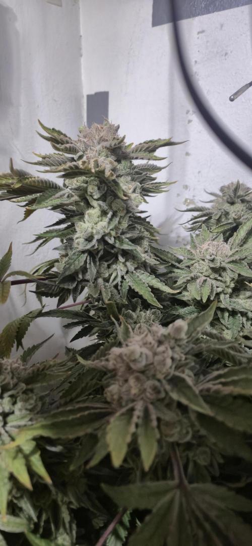 Mimosa X Orange Punch DWC second attempt. Week 18 - Fd77.
