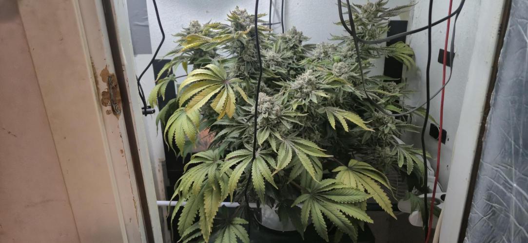 Mimosa X Orange Punch DWC second attempt. Week 18 - Fd78.