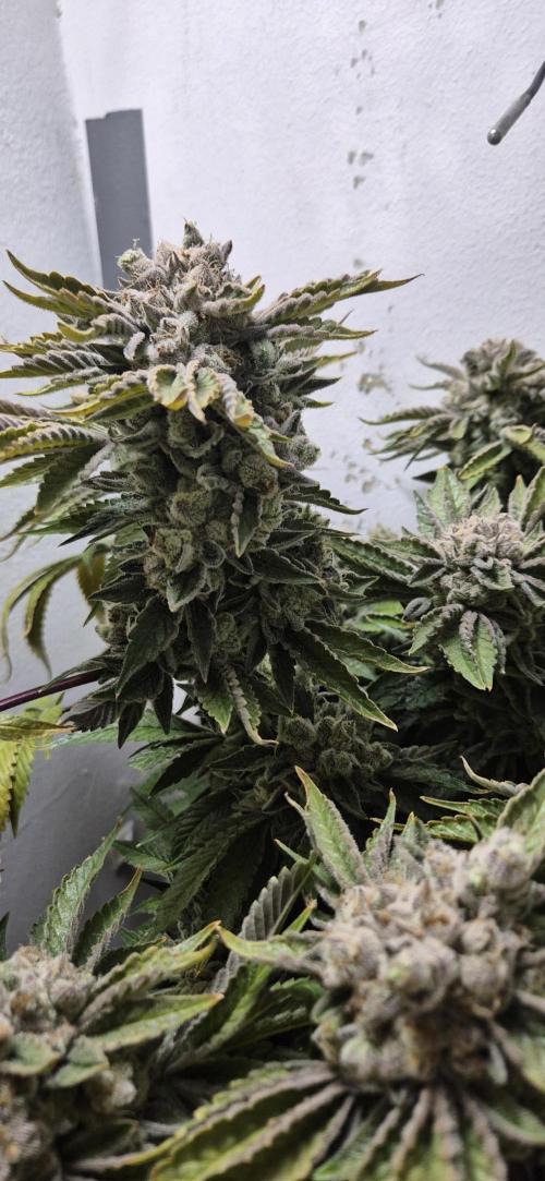 Mimosa X Orange Punch DWC second attempt. Week 18 - Fd78.