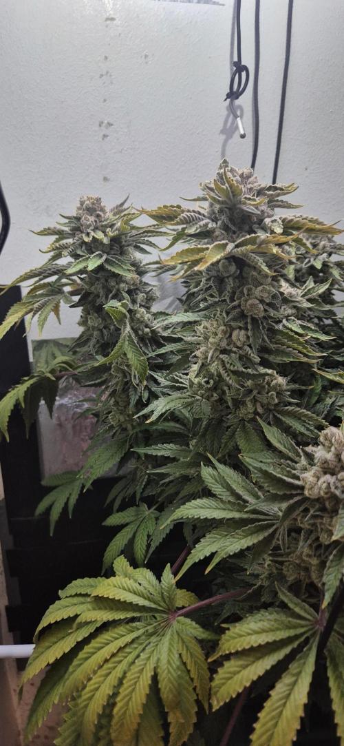 Mimosa X Orange Punch DWC second attempt. Week 18 - Fd79.