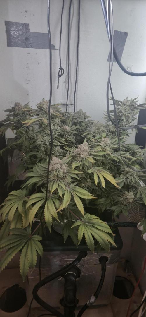 Mimosa X Orange Punch DWC second attempt. Week 18 - Fd80.