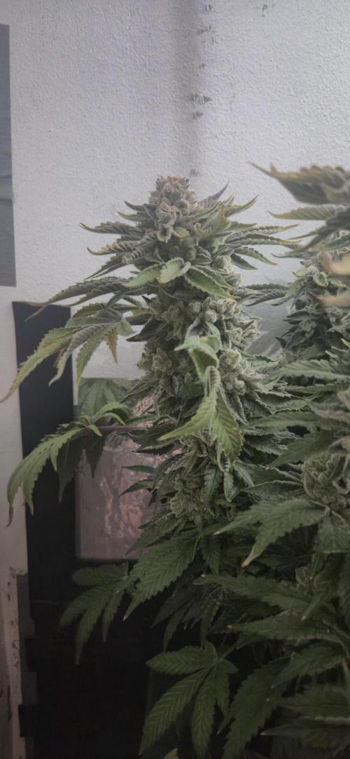 Mimosa X Orange Punch DWC second attempt. Week 18 - Fd80.