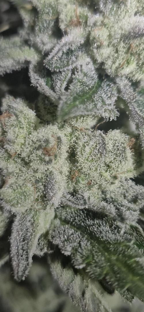 Mimosa X Orange Punch DWC second attempt. Week 18 - Fd81. 